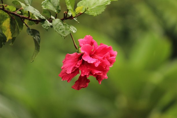 近距离的照片或拍摄的红色层花瓣芙蓉花或红色的芙蓉或玉树后雨后。雨点落在红色层状木槿花瓣上或红色木槿或木槿上图片下载