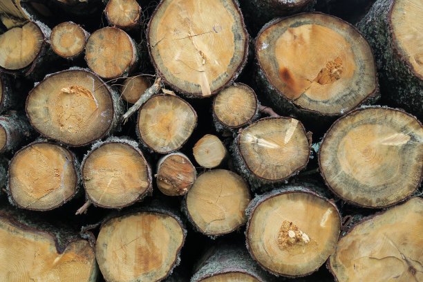 木树干图片下载