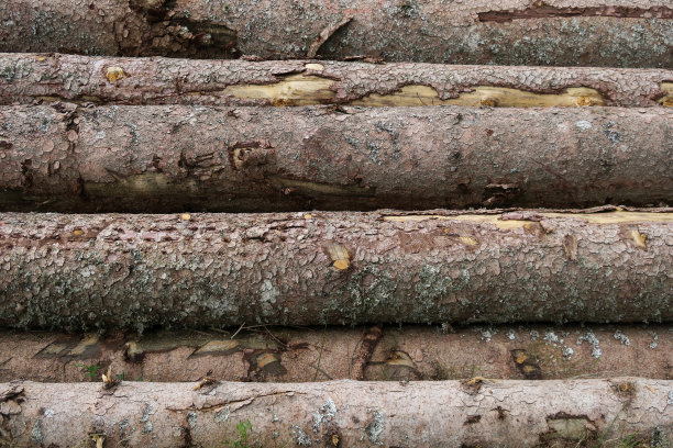 木树干图片下载