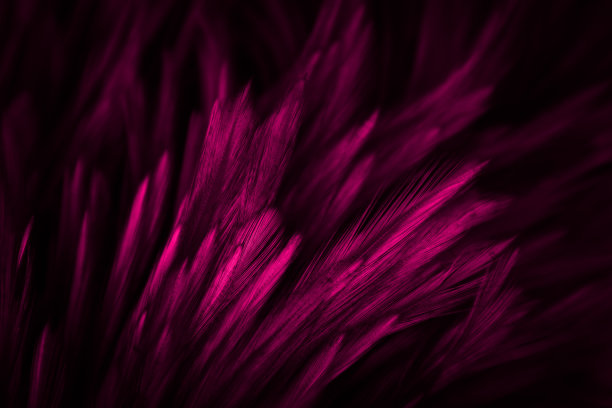 美丽的抽象色彩的红色和粉红色羽毛在黑暗的背景和柔软的白色紫色羽毛纹理在白色图案图片下载