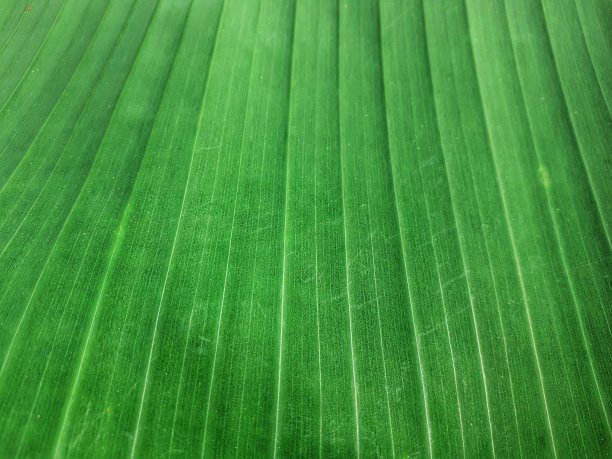 绿色香蕉叶的质地图片下载