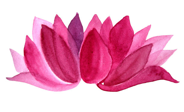 水彩粉色荷花孤立在白色的背景图片下载