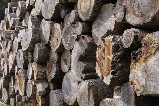 木树干图片下载