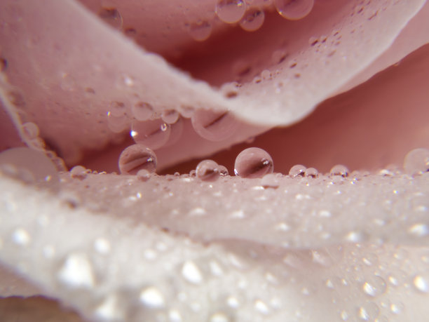 淡粉色的玫瑰靠近图片下载