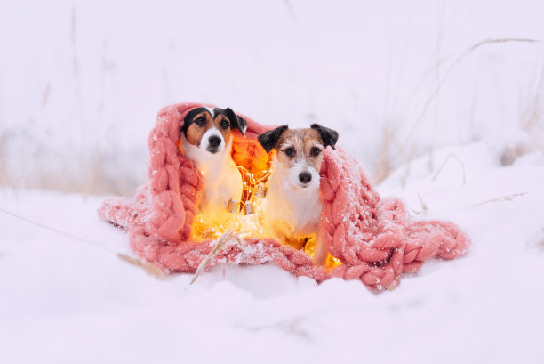 两只杰克罗素梗狗裹在围巾里图片下载