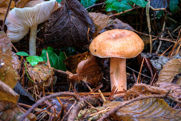 白色的阳伞蘑菇和橘黄色的森林图片下载