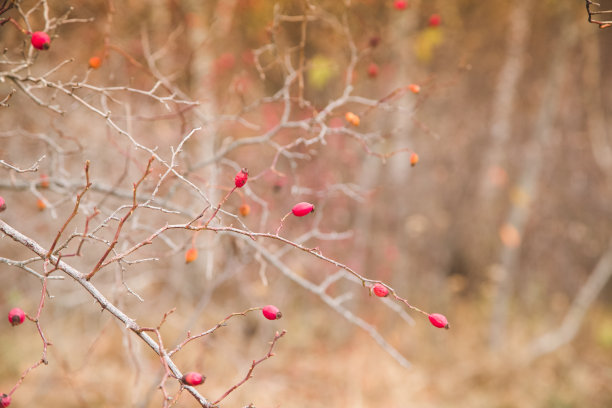 红色玫瑰果秋天的背景图片下载