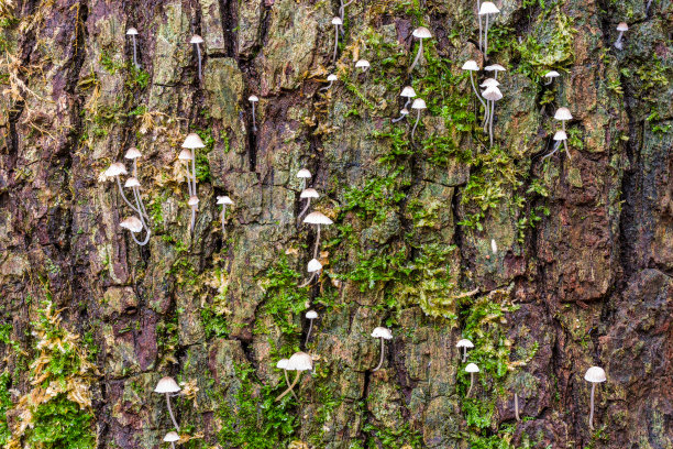 树皮上的小蘑菇图片下载