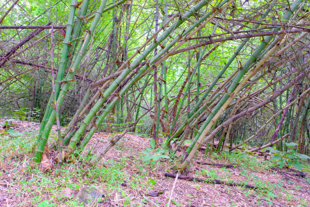 泰国的天然竹林图片下载