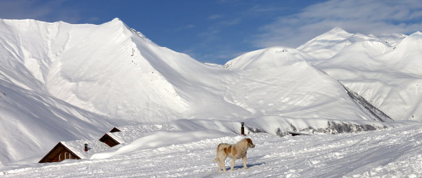狗在雪坡上在美好的冬天的一天图片下载