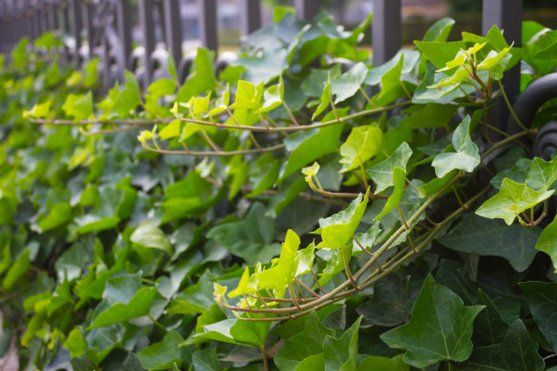 篱笆上的绿叶图片下载