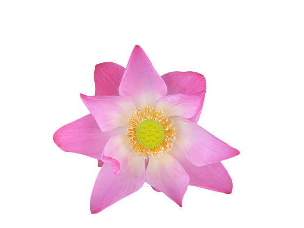 粉红色荷花，孤立在白色背景上图片下载