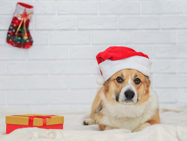 节日卡与可爱的姜黄色小狗柯基在红色圣诞帽坐在粉红色格子与礼物和树图片下载