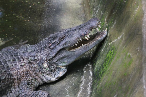 鳄鱼的头靠在混凝土墙上的特写图片下载