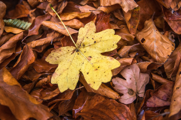 秋天湿的落叶落在地上图片下载