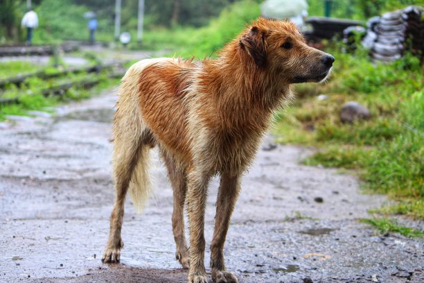 雨中流浪狗图片大全图片