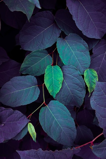 绿色和蓝色的植物叶子在秋天图片下载