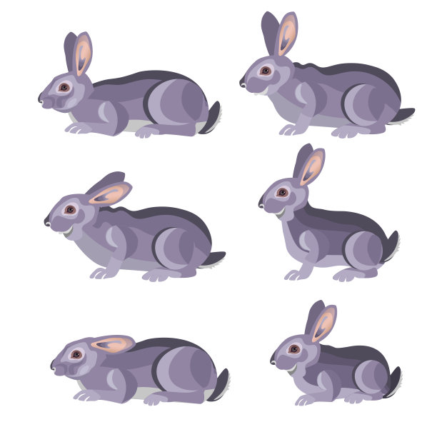 一组灰色的兔子。图片下载