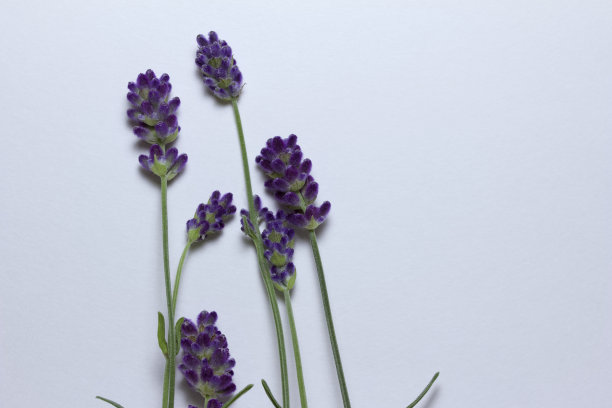 宏观孤立的薰衣草花与茎在白色背景图片下载