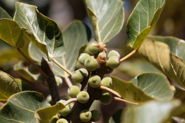 无花果的果实，无花果树的果实图片下载