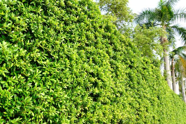 天然绿色榕树园图片下载