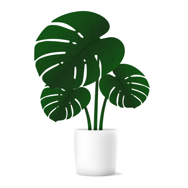 热带植物怪物用于室内装饰的家庭或办公室的白色背景。矢量插图。图片下载