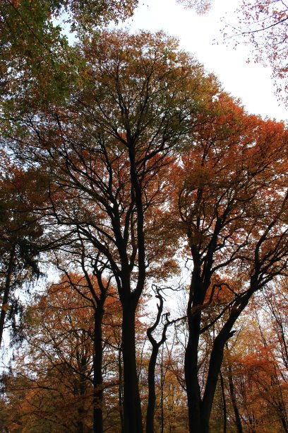树梢在秋天图片下载