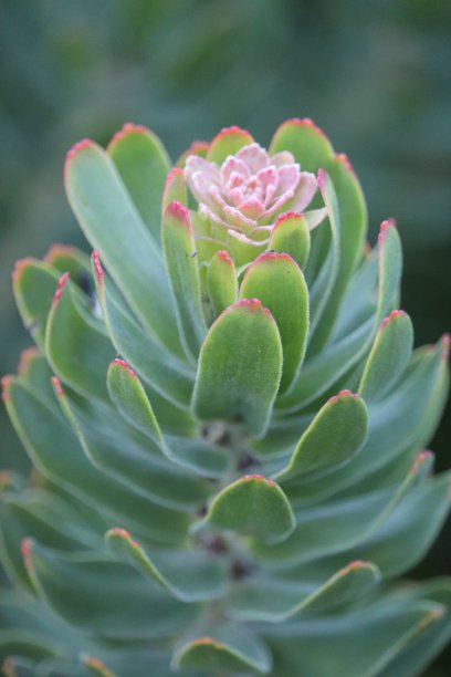 Kirstenbosch国家植物园图片下载