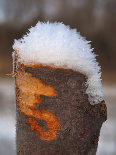 木栅栏顶上有雪图片下载