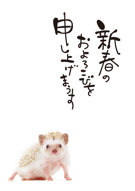 刺猬明信片图片下载