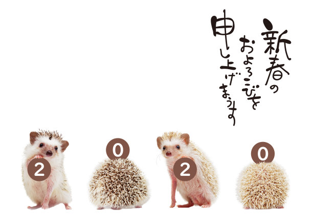 刺猬明信片图片下载