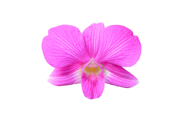 粉色兰花的花。图片下载