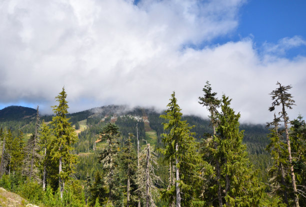 加拿大不列颠哥伦比亚省华盛顿山的夏季山景森林图片下载
