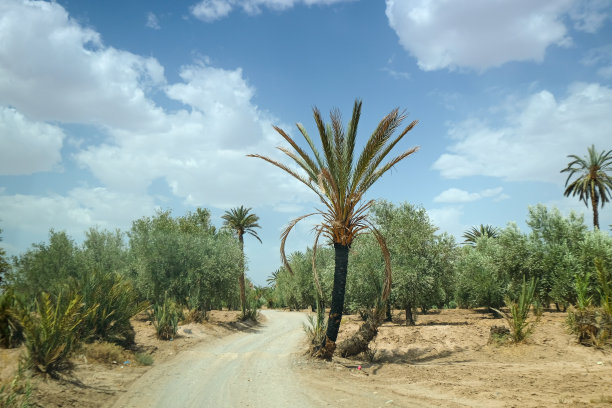 斯库拉/摩洛哥附近绿洲的棕榈树和橄榄树图片下载