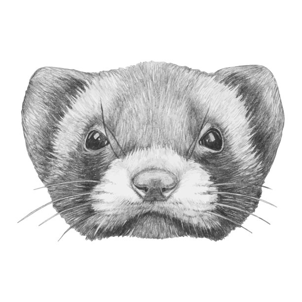 最小黄鼠狼的肖像。手绘插图。向量孤立的元素。图片下载
