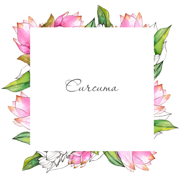 水彩开花姜黄框架在光的背景。图片下载