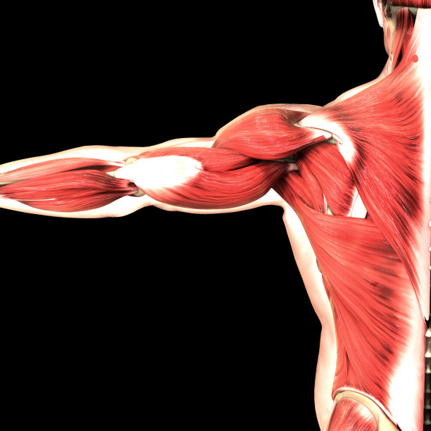 人体肌肉系统解剖学图片下载