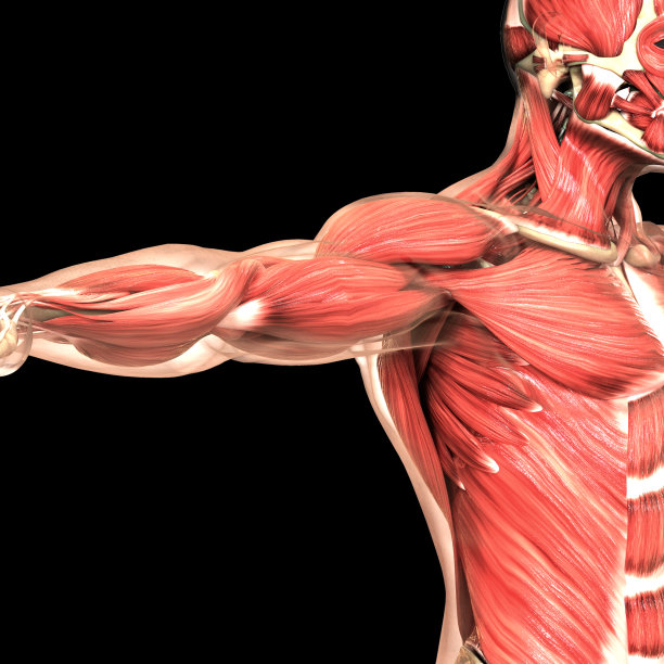 人体肌肉系统解剖学图片下载
