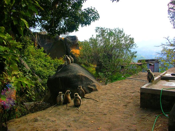 会议在森林图片下载