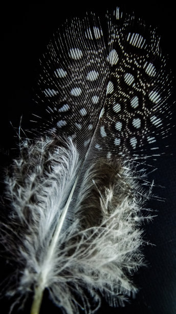 堕落的细节图片下载