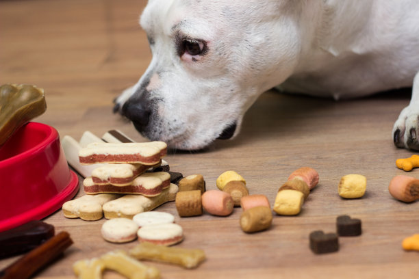 狗饼干图片下载