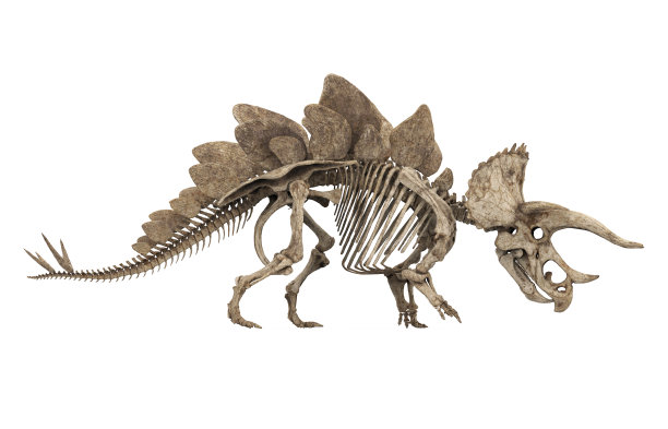 剑角龙化石骨架分离图片下载