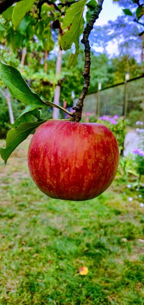 红色的图片下载