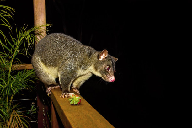 山负鼠(毛袋鼠)图片下载