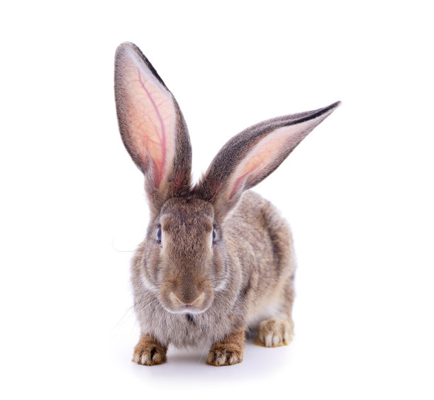 一只灰兔。图片下载