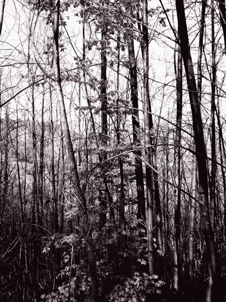 秋日的自然图片下载