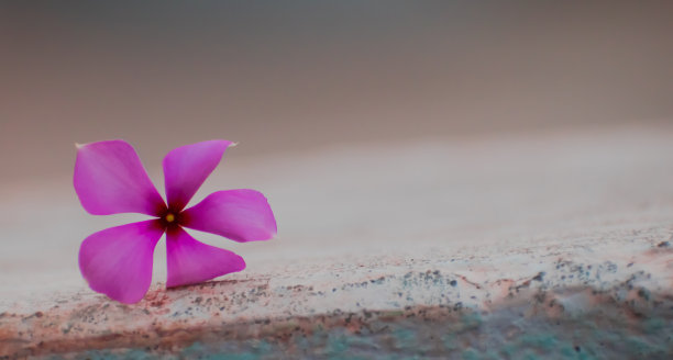 Perwinkle花壁纸图片下载