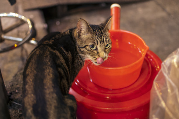 街头猫喝红桶里的水图片下载