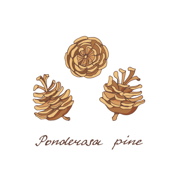 杰克松。彩色的针叶树球果。复古的节日装饰和贺卡收集。矢量插图。图片下载