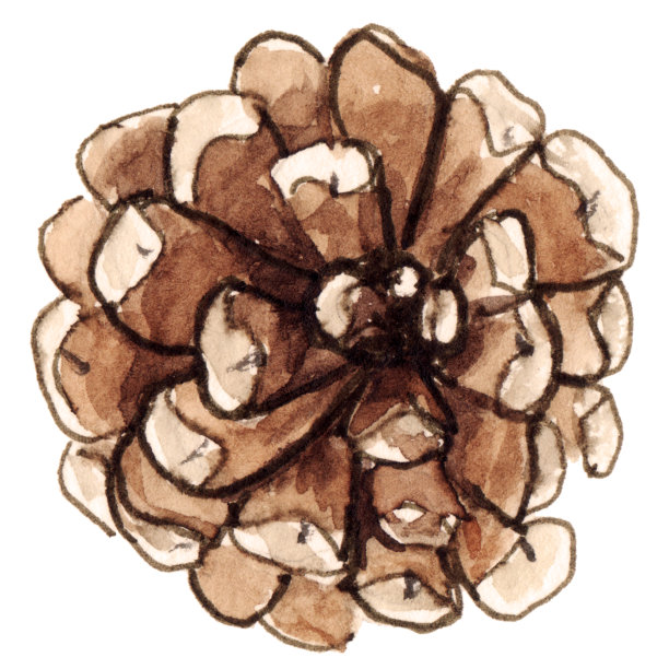 水彩手绘孤立元素为圣诞设计，花环，装饰，贺卡，请柬。2020年，树，云杉，圆锥形图片下载